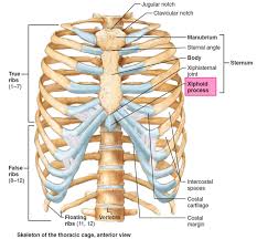 Xiphoid Process Pain And Acid Reflux: What’S The Connection?