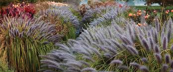 When To Transplant Ornamental Grass: The Best Time For Success