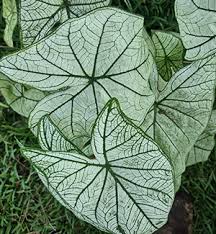 White Christmas Caladium: Sun Tolerant Beauty