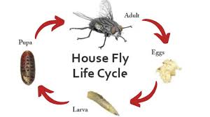 How Long Do Flies Live For? The Surprising Truth